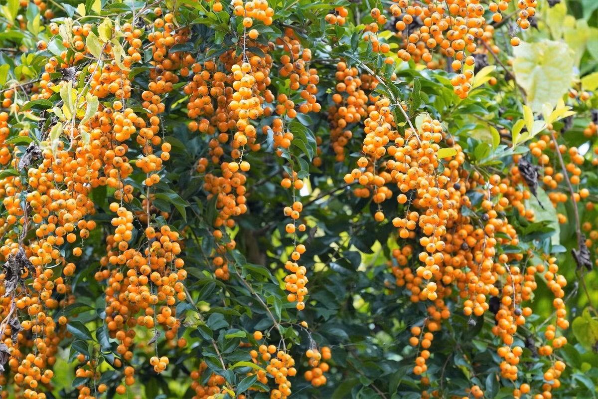 Theo người xưa, chuỗi ngọc vàng cũng tượng trưng cho sự tích lũy của cải và sự phát triển của tài lộc.