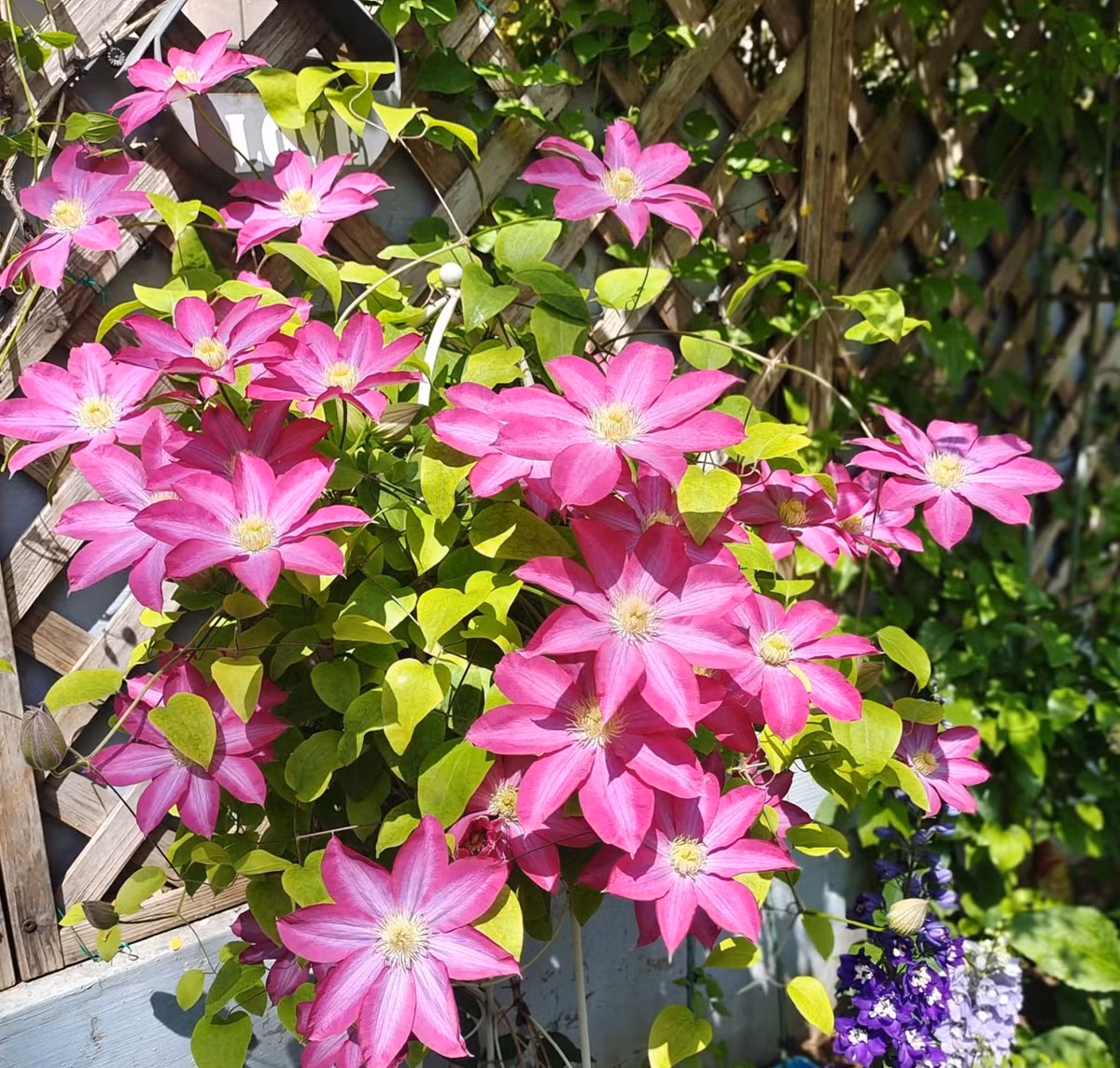 Vào mùa hè nóng, hoa sáng lên thành sắc hồng ngọc trai.