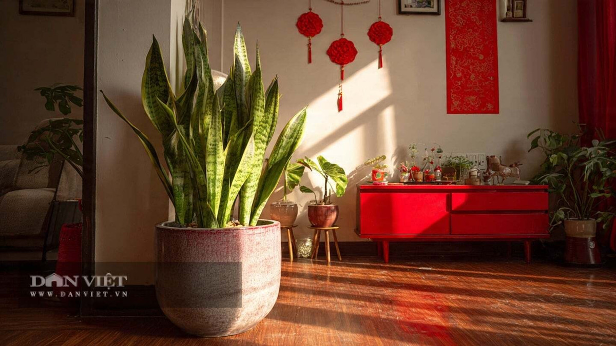 Cây cảnh có thể cao tới một hoặc hai mét