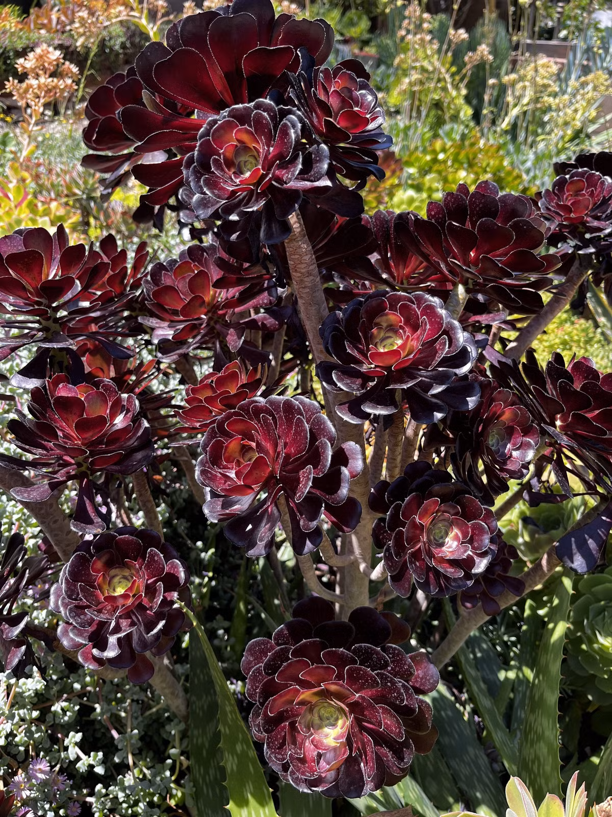 Hơn nữa, loại cây này có sức sống mãnh liệt đáng kinh ngạc.