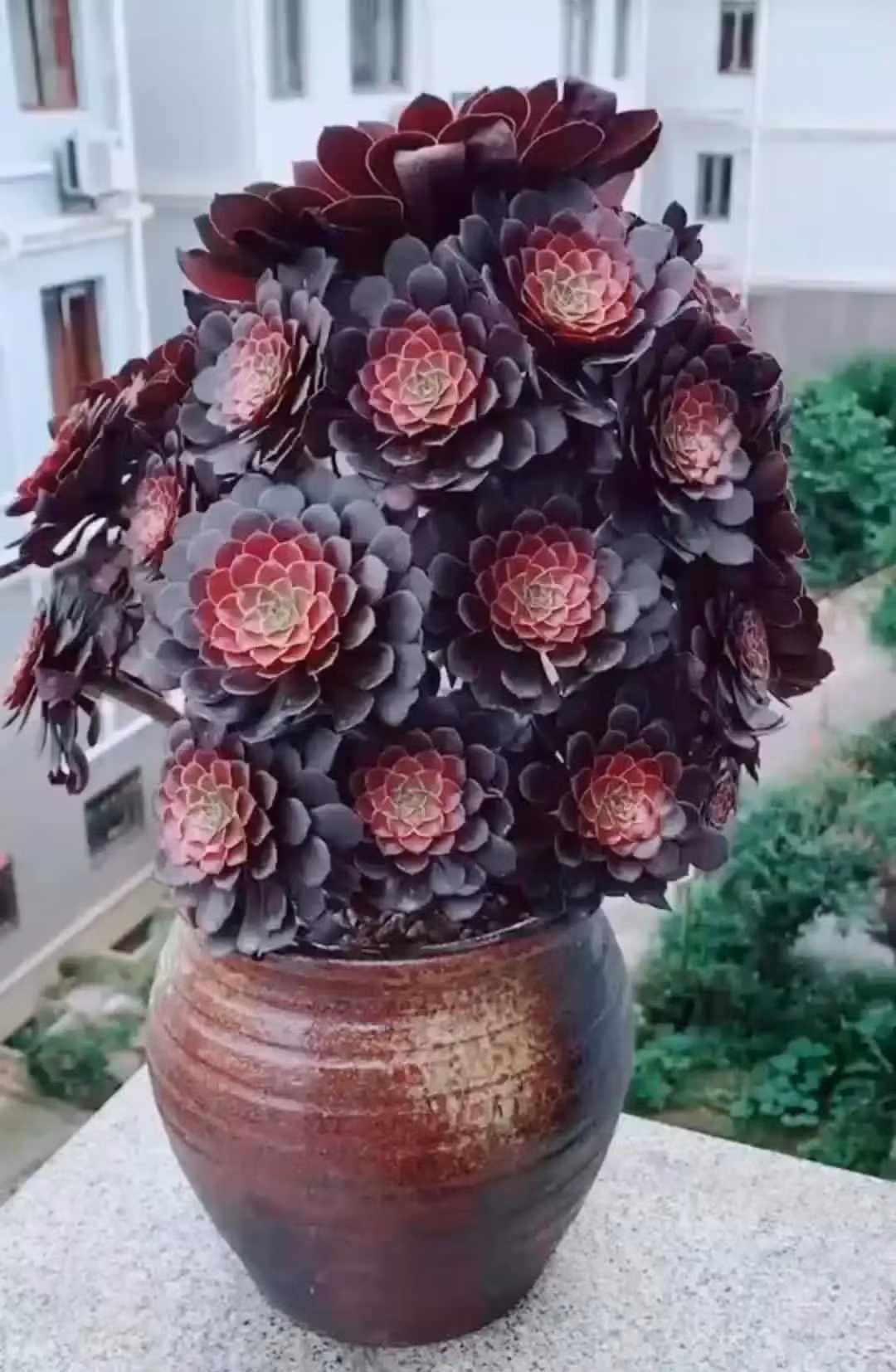 Màu đen hắc ám của cây cảnh này khiến nhiều người e ngại.