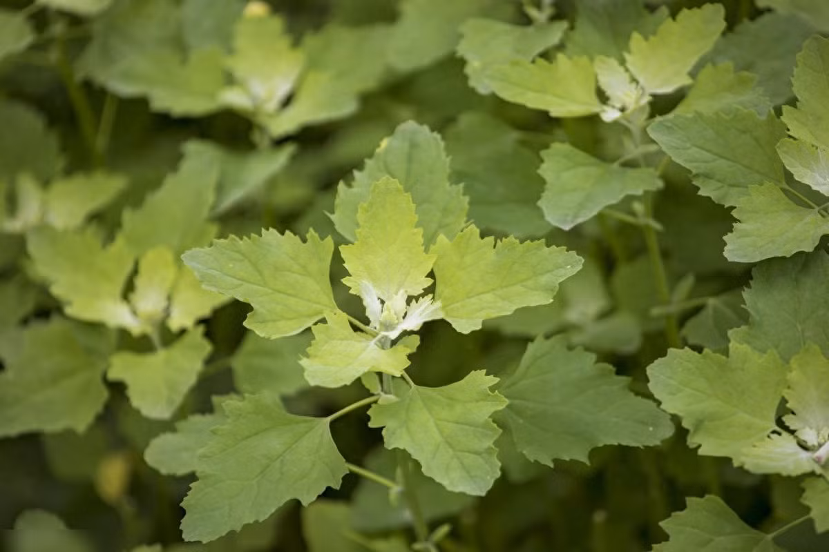 Loại rau này được gọi là rau muối vì lớp phấn trắng như muối trên lá cây