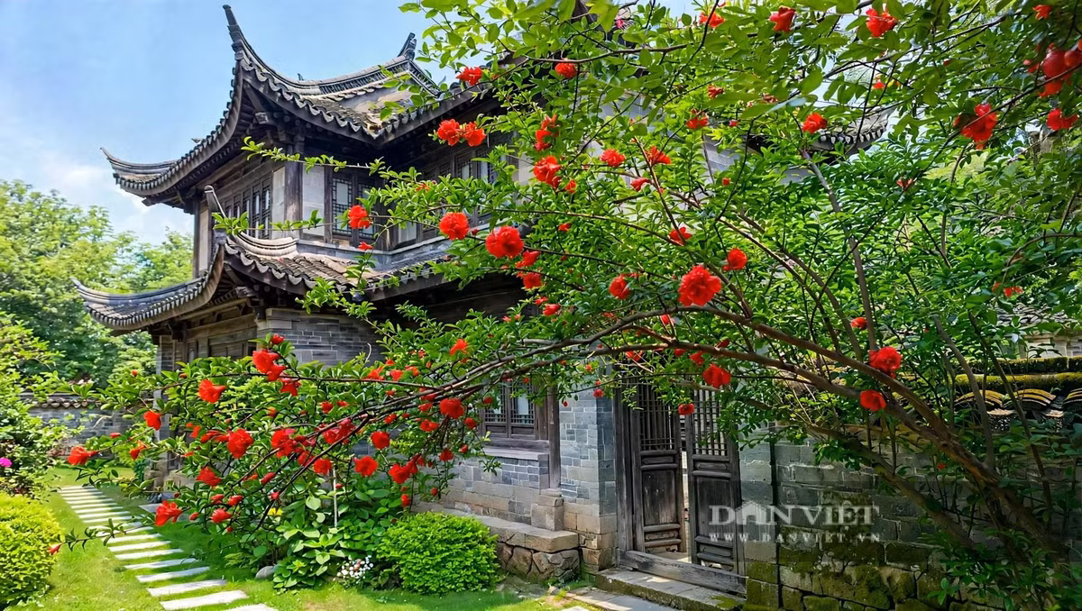 Nhìn cây lựu nở hoa, người ta thấy cả khu vườn như bừng tỉnh