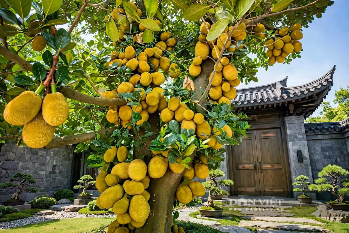 Không ai trồng mít mà vội được.