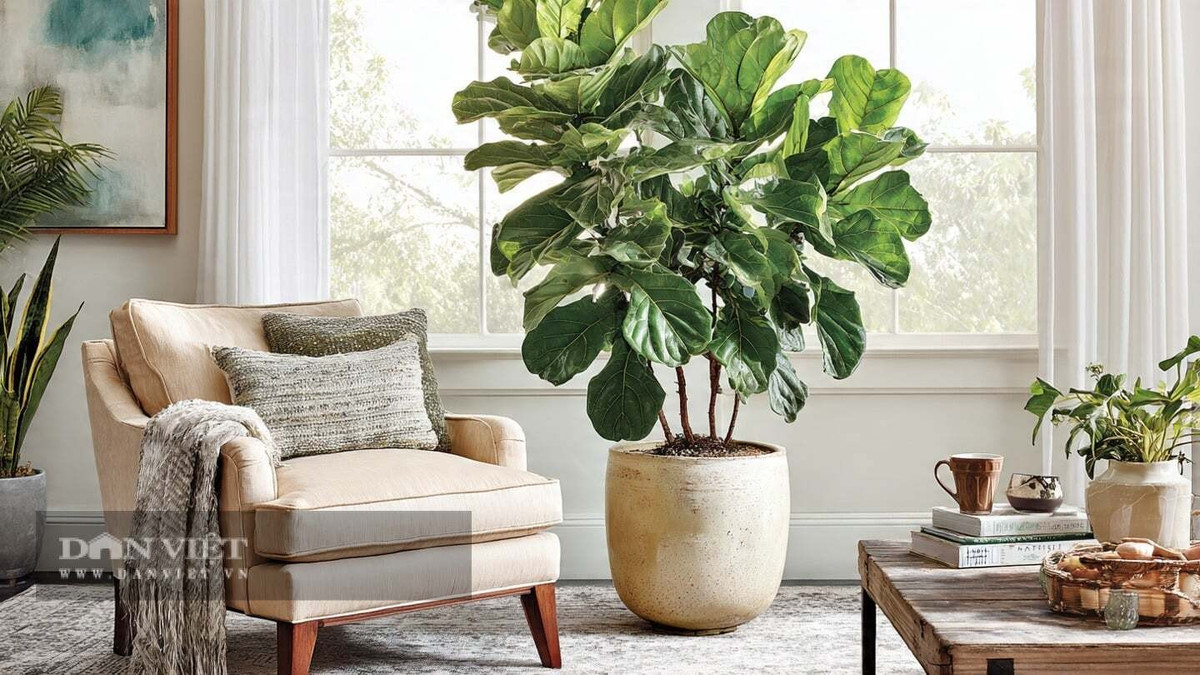 Người xưa cho rằng, cây cảnh này tượng trưng cho "sự hòa thuận gia đình"