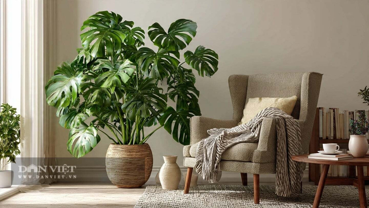 Theo người xưa, ý nghĩa phong thủy của cây cảnh trầu bà lá xẻ cũng rất tốt, tượng trưng cho sức khỏe và sự trường thọ