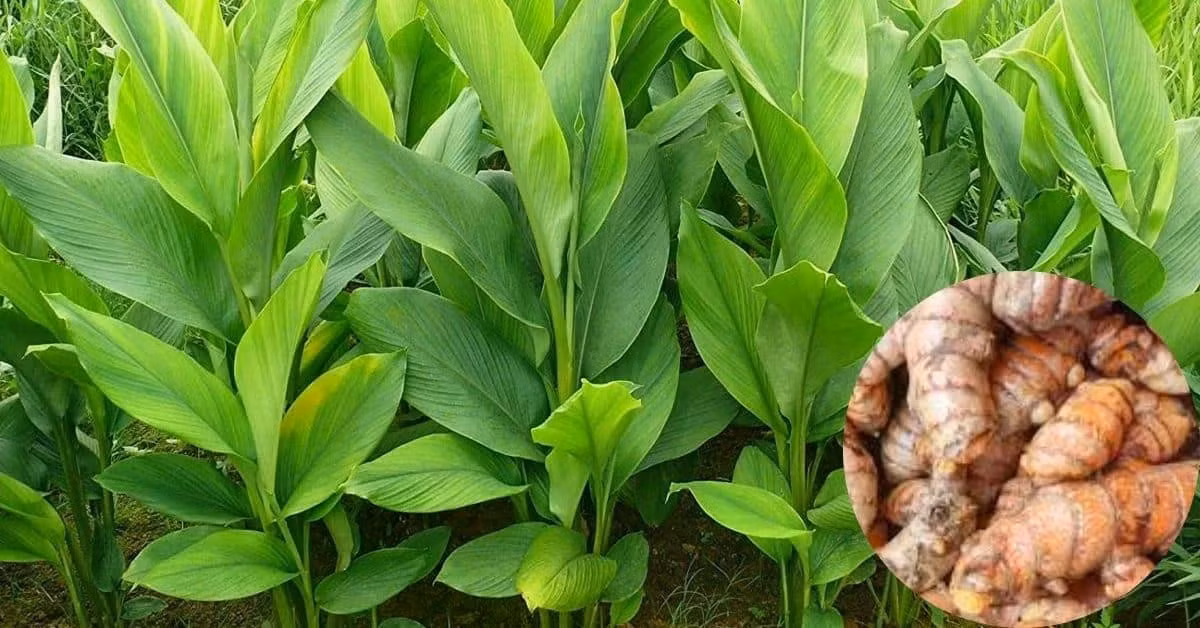 Nghệ không chỉ là một loại gia vị tạo màu vàng đặc trưng cho món ăn mà còn là "ngôi sao" trong làng thảo dược nhờ chứa nhiều loại chất dinh dưỡng.