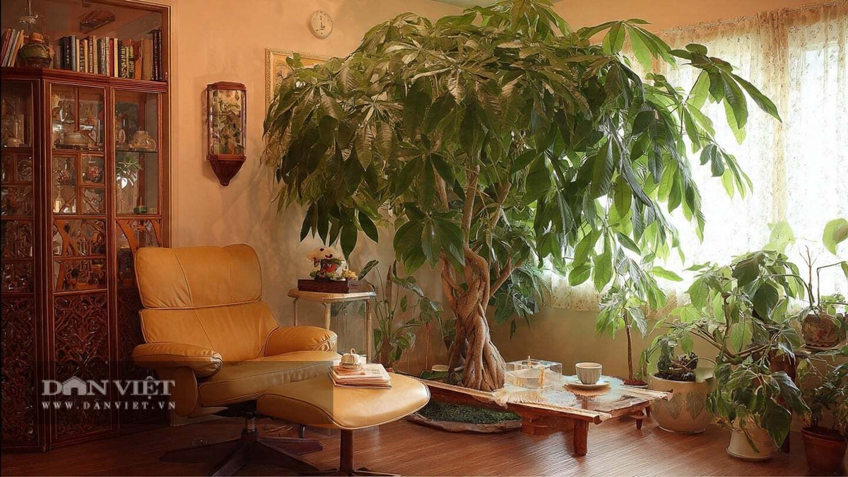 Người xưa cho rằng, cây cảnh kim ngân đại diện cho sự thịnh vượng và thành công trong gia đình và sự nghiệp.