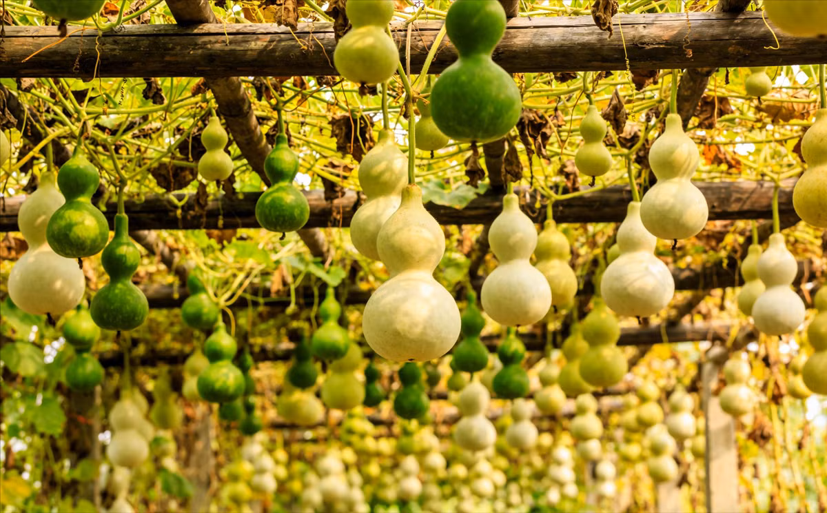 Người xưa cho rằng, quả bầu có thể hấp thụ năng lượng tiêu cực. Ảnh minh họa Toutiao