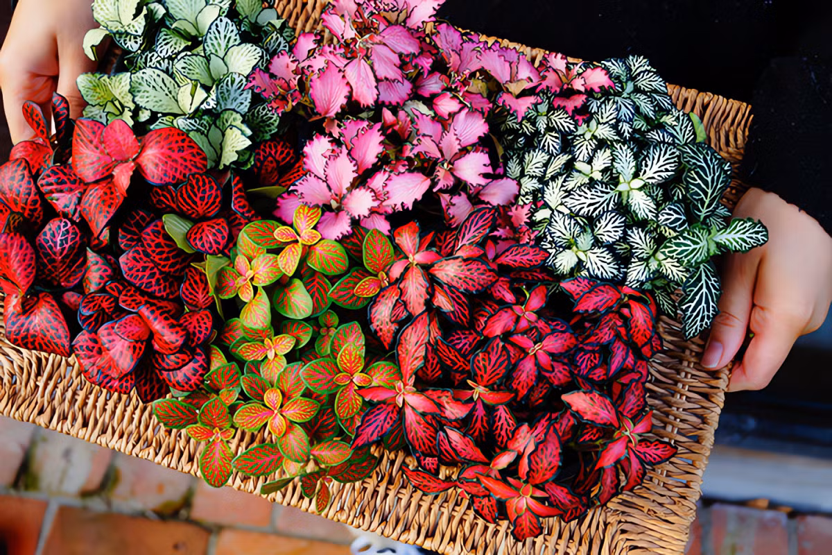 Cây cảnh này cũng rất dễ chăm sóc.