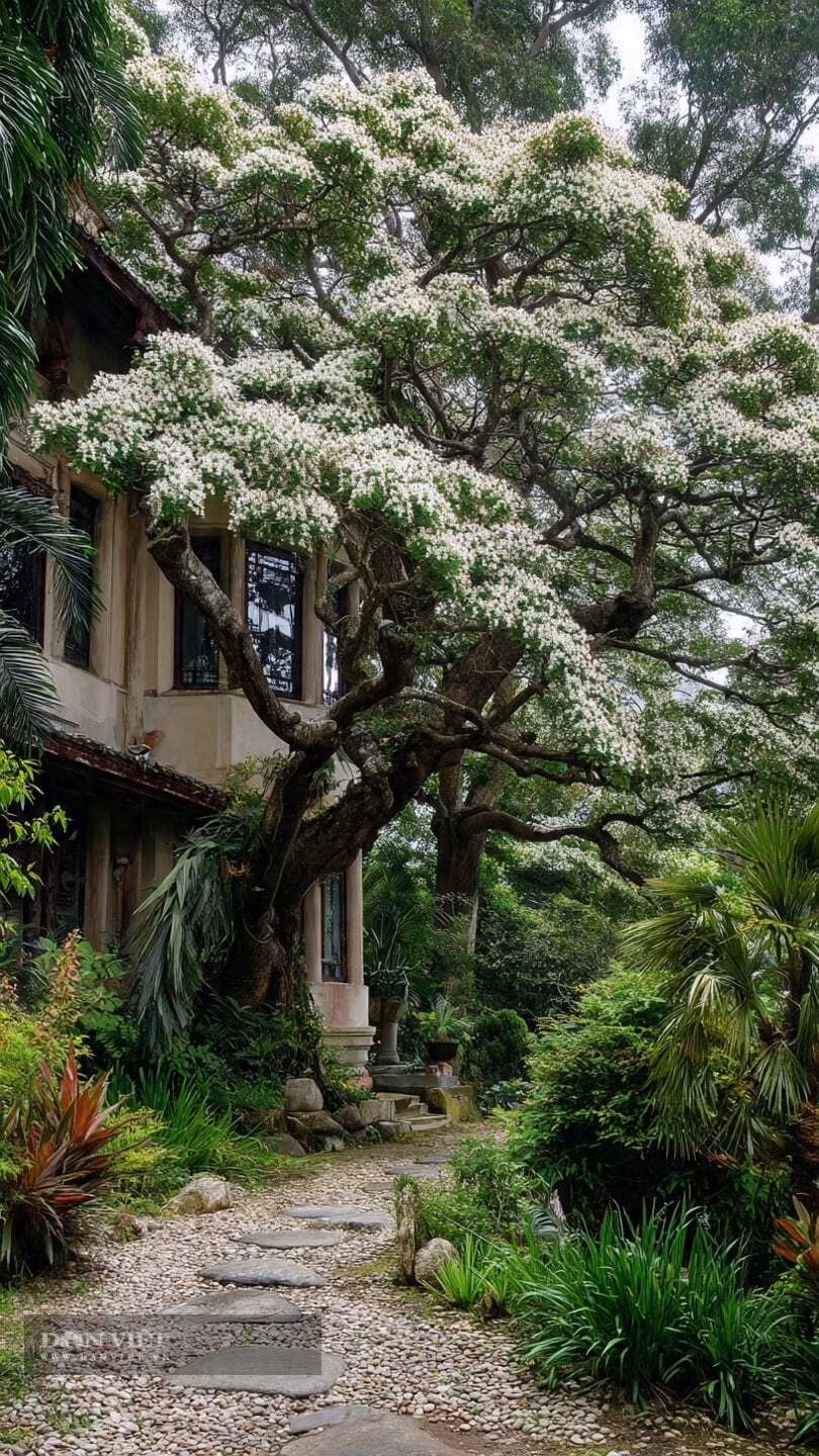 Người xưa cũng tin gỗ sưa đỏ giúp “trừ tà khí”