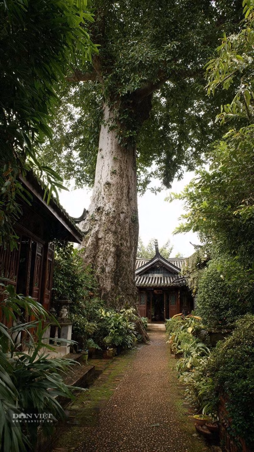 Theo người xưa, loài cây này tượng trưng cho may mắn