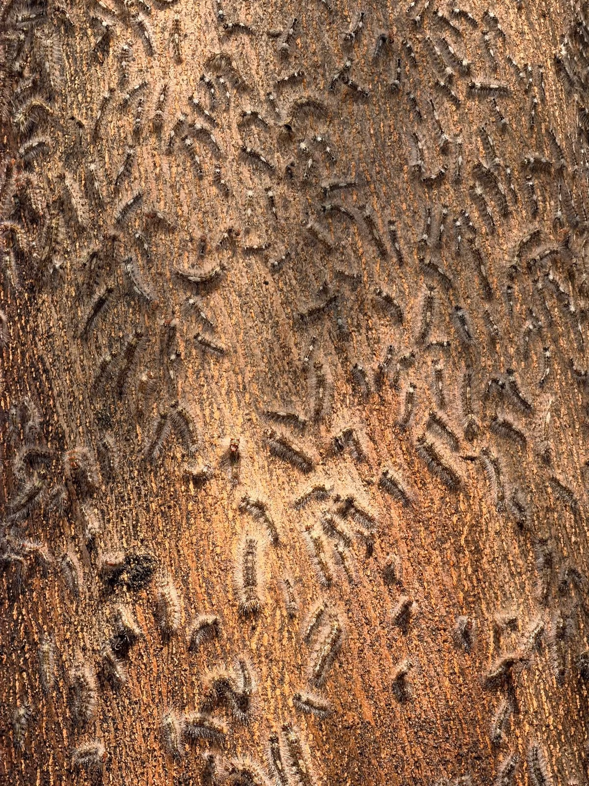 Lông của sâu róm thường gây ngứa. Ảnh: MXH.