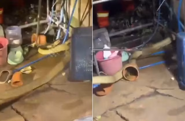 Con rắn hổ mang chúa dài 4 mét bị bắt.