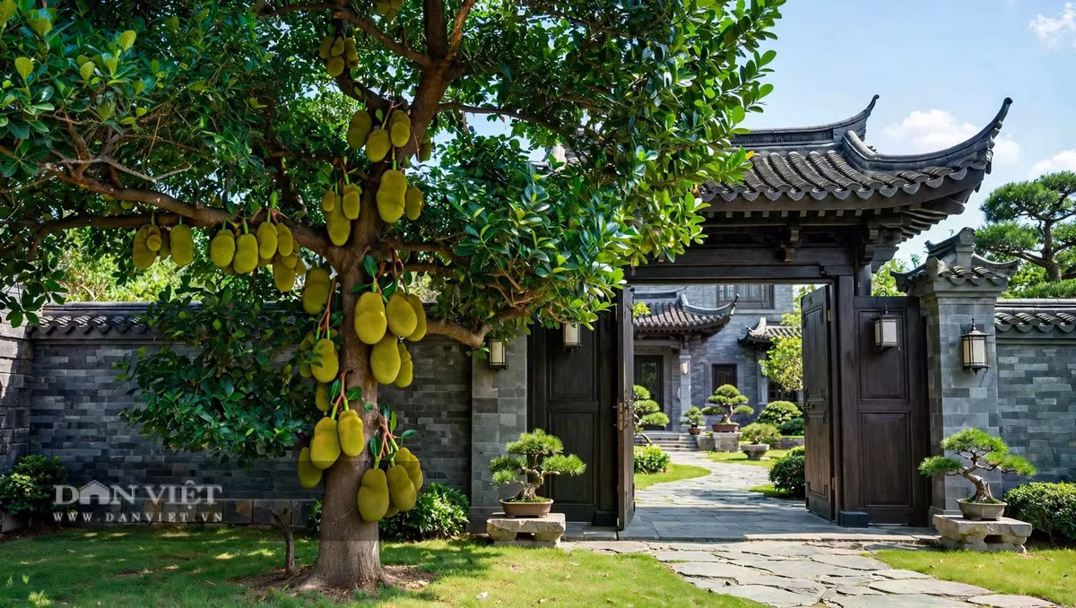 Trồng mít trong vườn là trồng sự no đủ.
