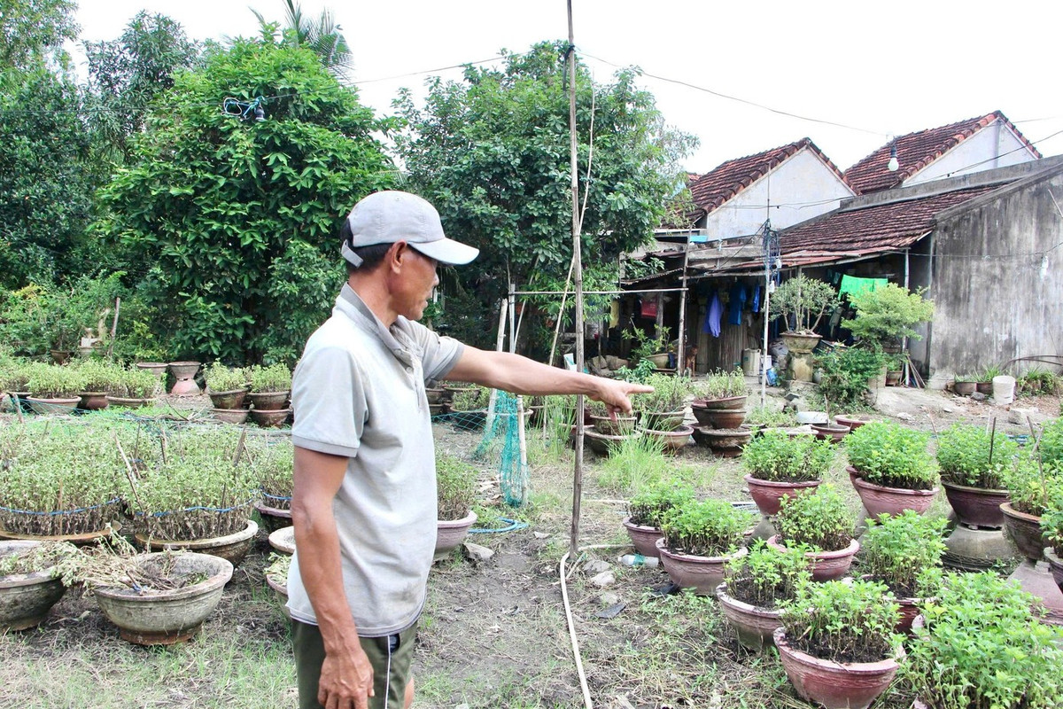 View - Nông dân Khánh Hòa mất trắng vụ hoa cúc Tết sau mưa lũ lịch sử | Báo Tri thức và Cuộc sống - TIN TỨC PHỔ BIẾN KIẾN THỨC 24H