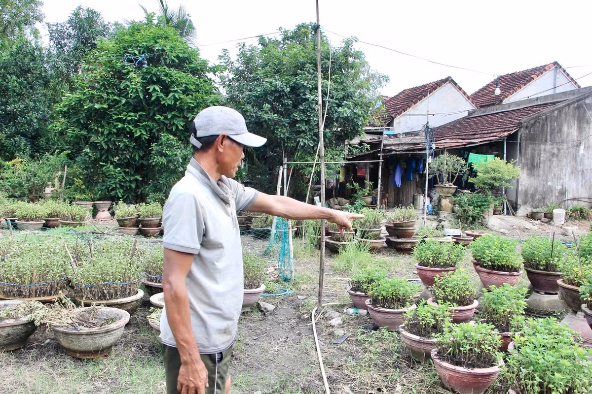 Hoa cúc Tết của một hộ dân thôn Phong Phú 1, phường Hòa Thắng bị thiệt hại do lũ.