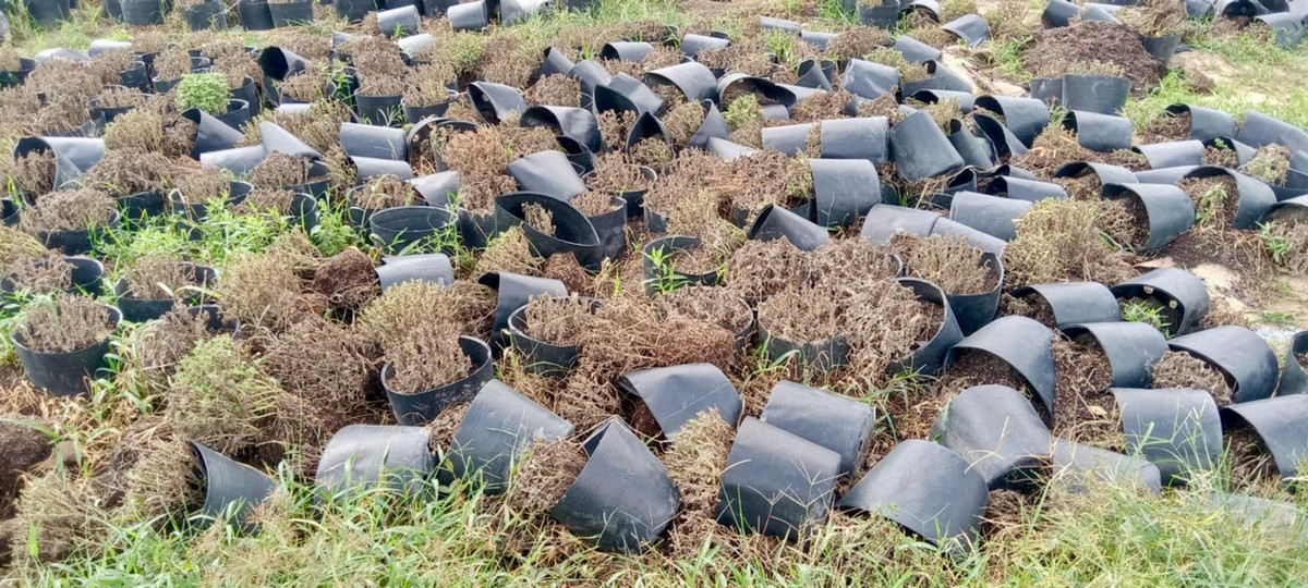 View - Nông dân Khánh Hòa mất trắng vụ hoa cúc Tết sau mưa lũ lịch sử | Báo Tri thức và Cuộc sống - TIN TỨC PHỔ BIẾN KIẾN THỨC 24H