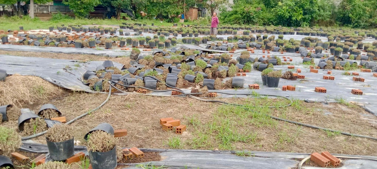 View - Nông dân Khánh Hòa mất trắng vụ hoa cúc Tết sau mưa lũ lịch sử | Báo Tri thức và Cuộc sống - TIN TỨC PHỔ BIẾN KIẾN THỨC 24H