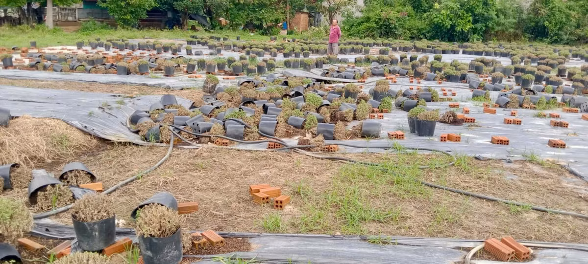 Hơn 10.000 chậu cúc của gia đình ông Trần Văn Trực chỉ còn lại cây chết khô, đổ ngổn ngang.