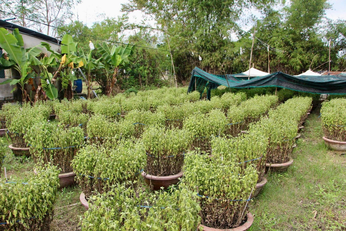 View - Nông dân Khánh Hòa mất trắng vụ hoa cúc Tết sau mưa lũ lịch sử | Báo Tri thức và Cuộc sống - TIN TỨC PHỔ BIẾN KIẾN THỨC 24H