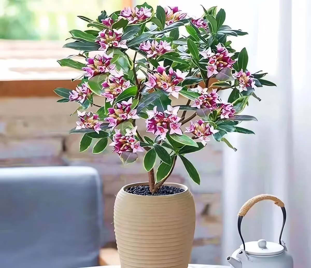 Cây cảnh này giống như công chúa của khu vườn