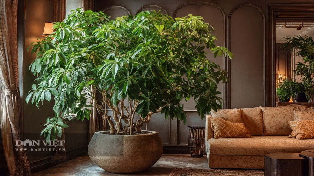 Người xưa dặn: "Trồng 5 cây cảnh trong nhà, thịnh vượng và may mắn ghé thăm, gia đình tràn đầy lộc" không phải là mê tín dị đoan