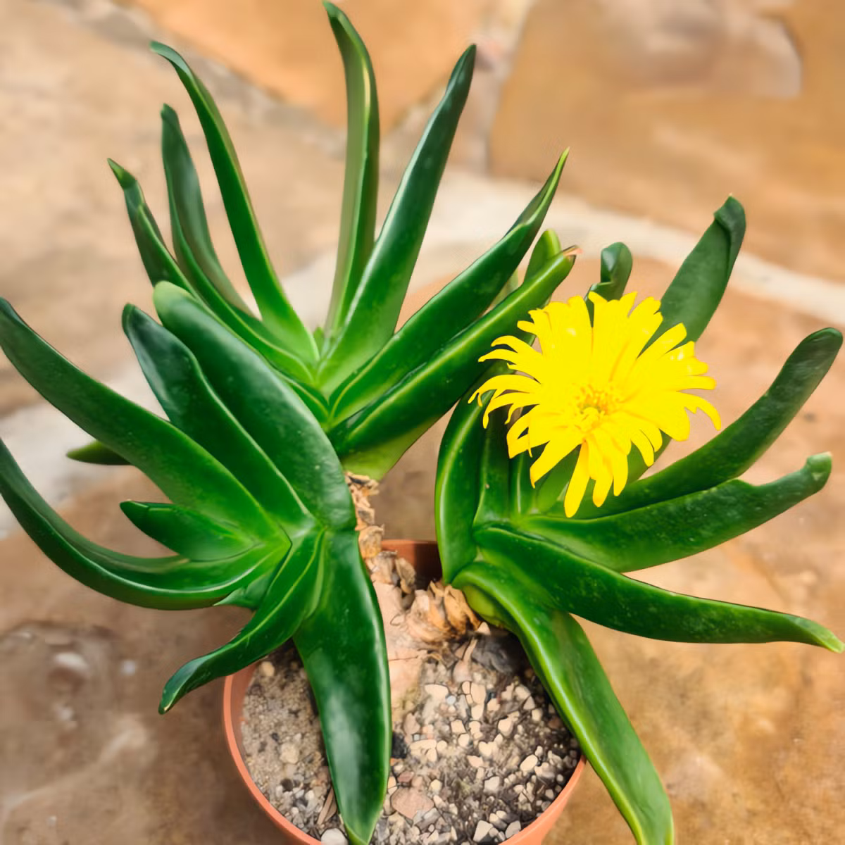 Cây cảnh xấu xí đến mức buồn cười.