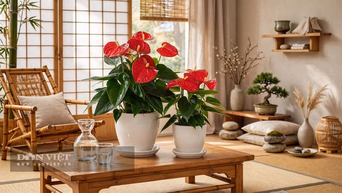 Cây cảnh này có bộ rễ mập