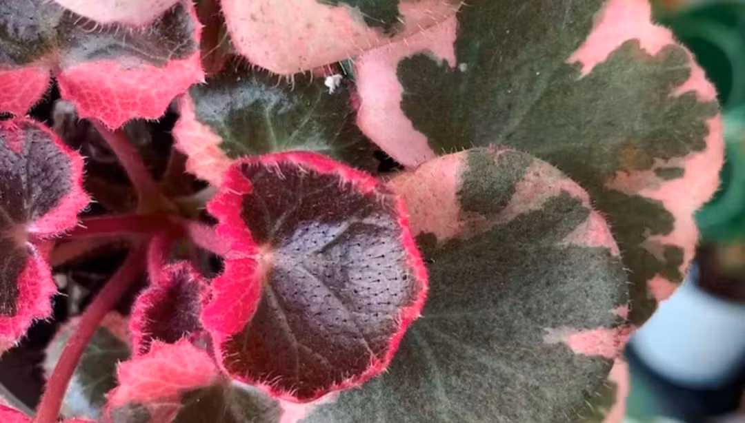 Cây cảnh phát triển các sợi thân dài, mảnh màu đỏ giống như cây dâu tây