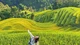 Trốn khỏi đông đúc, đến Séo Chong Hô thưởng lúa chín Tây Bắc
