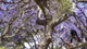 Ngắm hoa Jacaranda rực tím trên khắp nẻo đường Australia