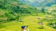 Ngắm mùa vàng trên ruộng bậc thang Nậm Cang, chọn tour hay đi tự túc?