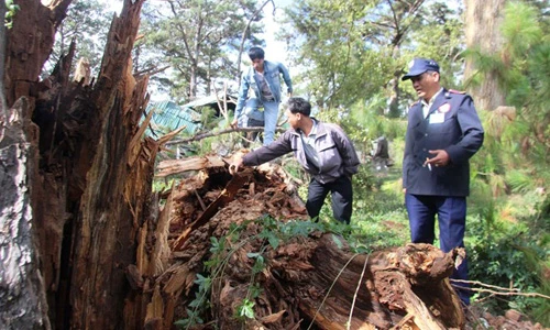 Thông trăm tuổi gãy gập trong BV nạn nhân sập hầm điều trị