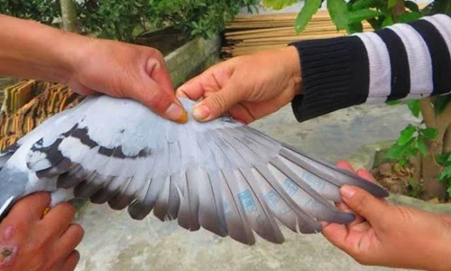 Tận mắt hàng loạt bồ câu “gián điệp” mang theo ký tự lạ