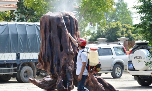 Cảnh "làm đẹp" cho gốc sưa khủng 17 tỷ đồng ở Quảng Bình