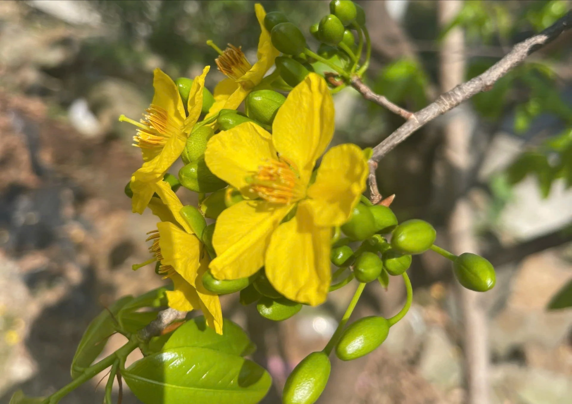 Mai vàng Hoành Sơn nở rộ sắc xuân