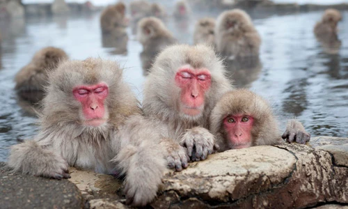Tận mục thắng cảnh suối nước nóng đầy khỉ của Nhật Bản 