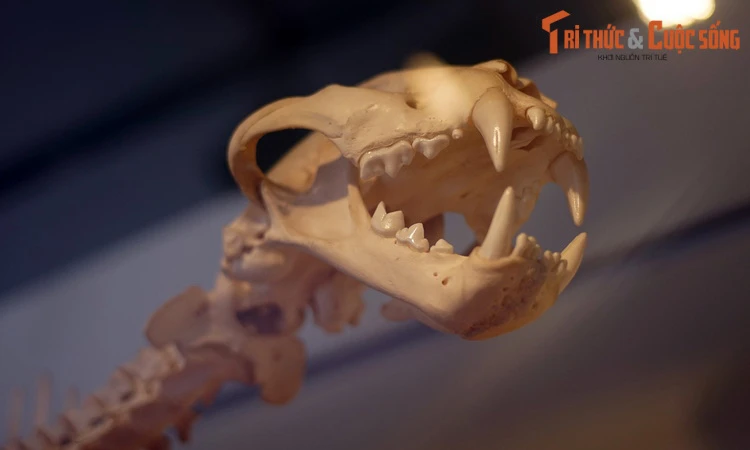 Bộ sưu tập xương động vật độc nhất vô nhị giữa thủ đô Hà Nội