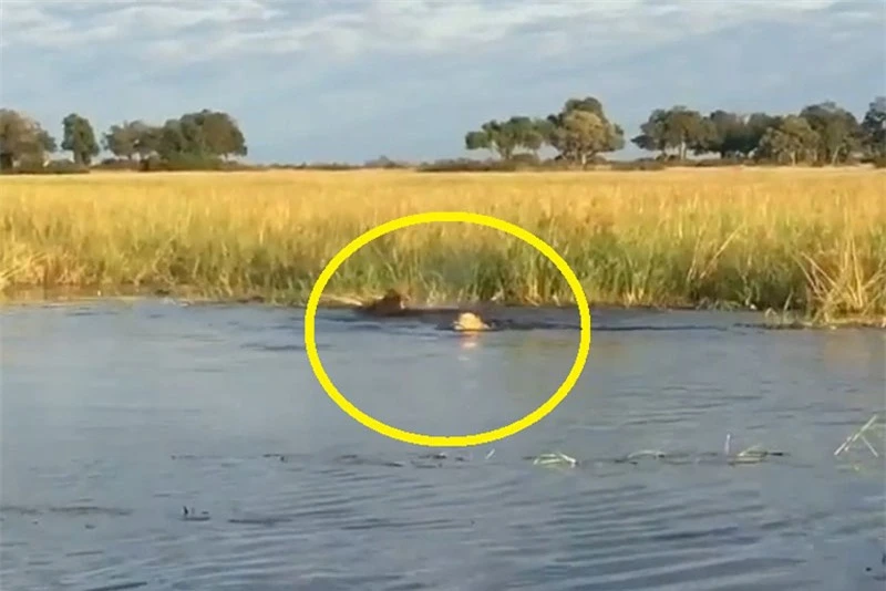 Video: Màn thuỷ chiến ác liệt giữa cá sấu với 2 con sư tử