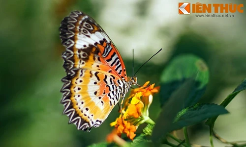 Bên trong “vườn địa đàng” có thật giữa lòng Sài Gòn 