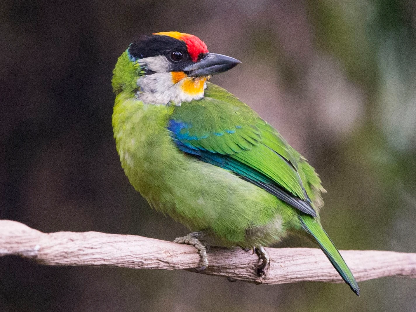 Mê mẩn dáng vẻ tươi mát của các loài chim cu rốc Việt Nam