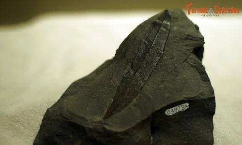 Cận cảnh dấu tích khu rừng cổ đại 23 triệu tuổi ở Yên Bái 