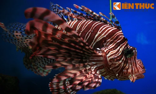 Ngắm loài cá siêu đẹp, nguy hiểm chết người ở Việt Nam