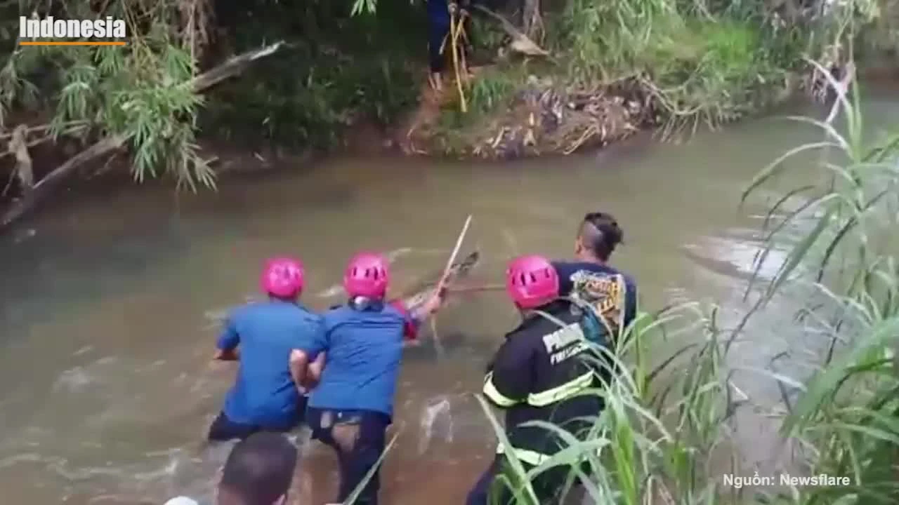 Video: Thu phục cá sấu khủng lang thang gần nhà dân