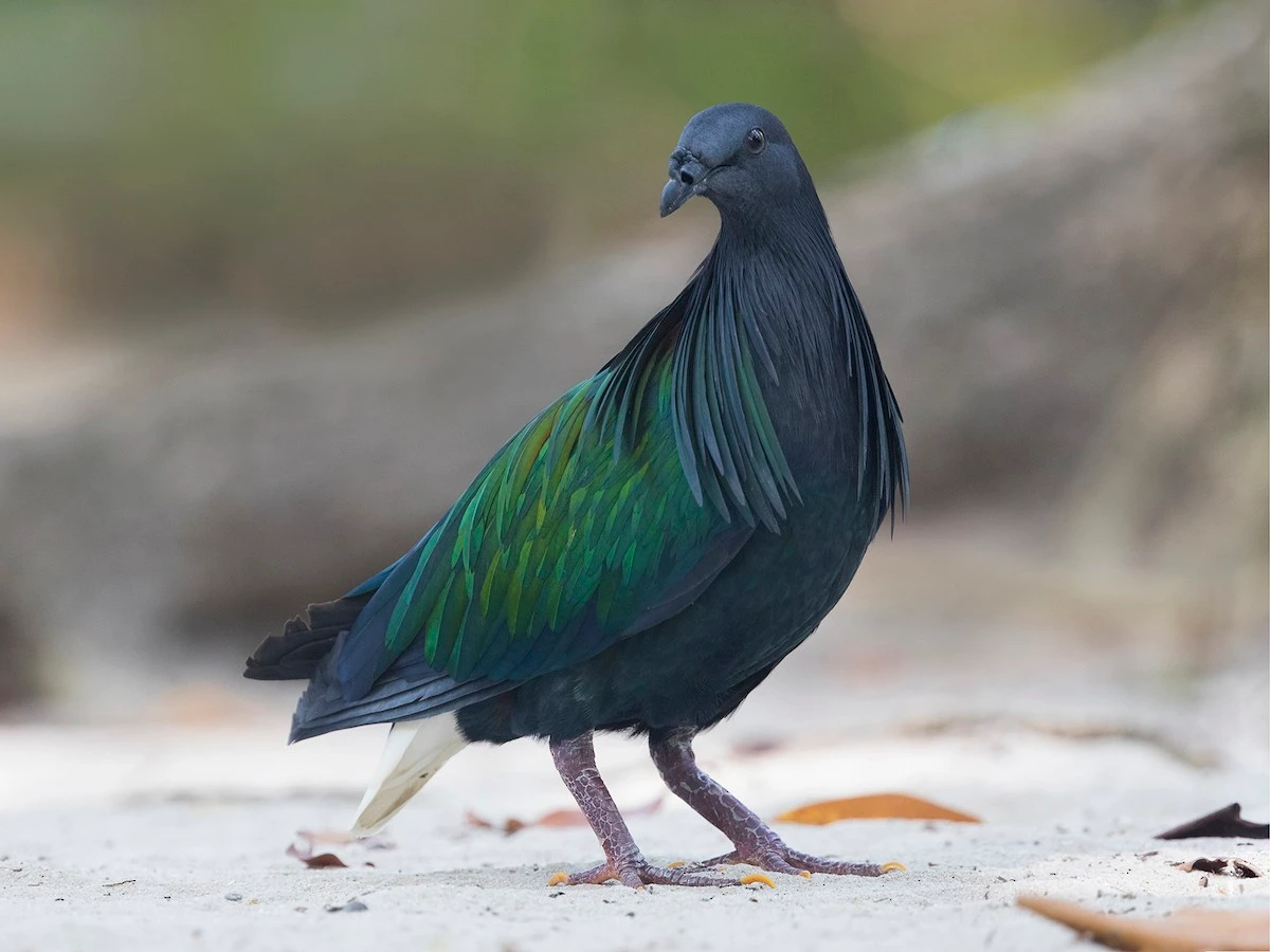 Cận cảnh các loài bồ câu hoang dã cực đẹp của Việt Nam