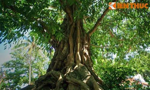 Ngỡ ngàng cây cổ thụ “khủng” trên đảo Lý Sơn