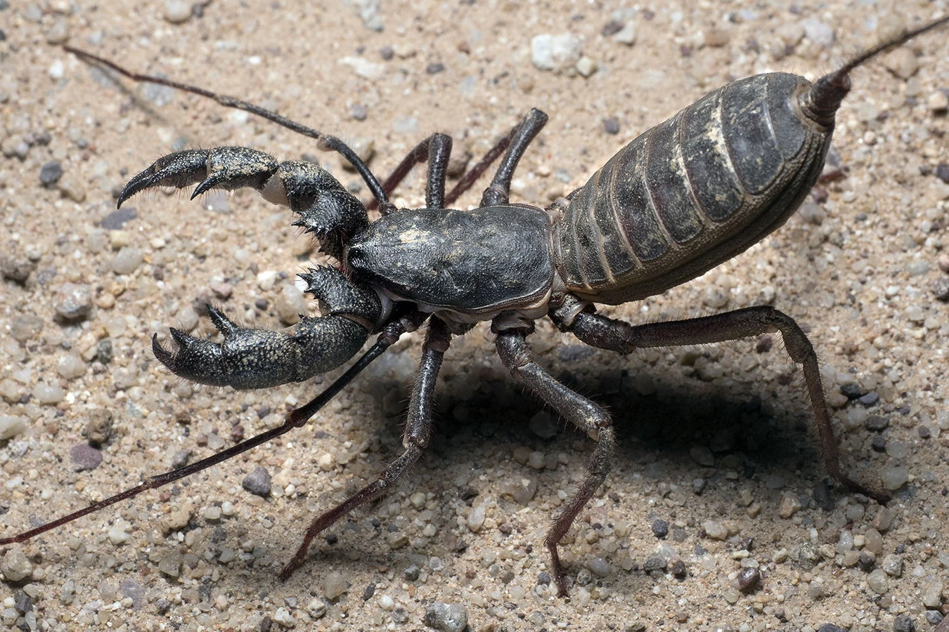 Loài bọ cạp phun axit khiến kẻ thù bỏ chạy, Việt Nam có đầy