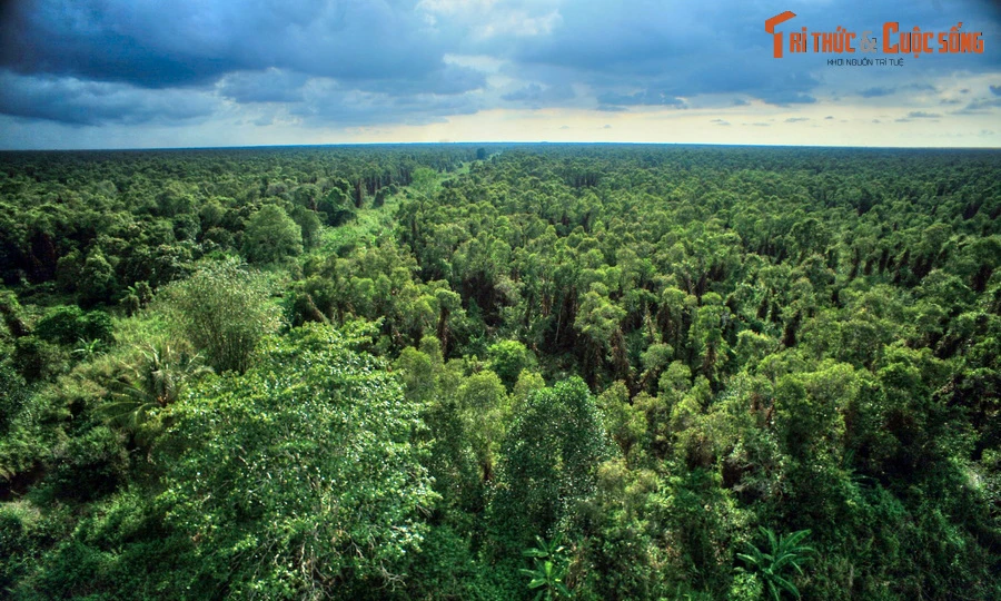 Lạc lối ở khu rừng đầm lầy than bùn có 1-0-2 Việt Nam