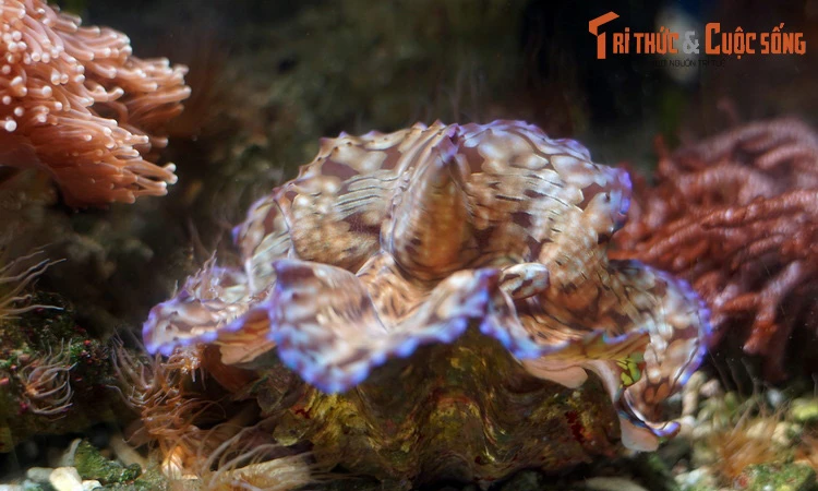Xem loài trai khổng lồ đẹp như cầu vồng ngọ nguậy ở Nha Trang